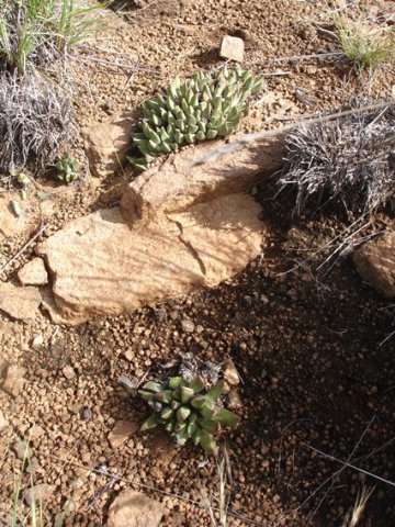 Rabiea albinota in typical surroundings